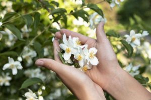 Jasmin kot priljubljena vrtna rastlina