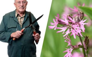 Poletne počitnice se začenjajo in tudi rastline v vašem vrtu se umirjajo