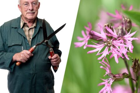 Poletne počitnice se začenjajo in tudi rastline v vašem vrtu se umirjajo