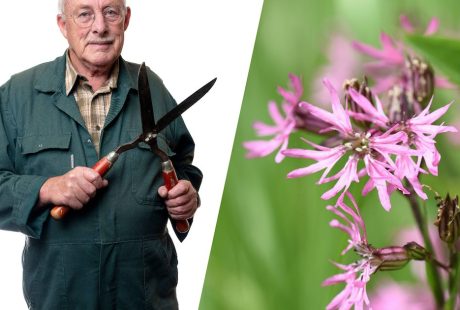 Poletne počitnice se začenjajo in tudi rastline v vašem vrtu se umirjajo
