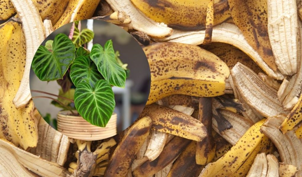 Naraven trik za hitrejšo rast rastlin z bananinimi lupinami