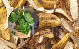Naraven trik za hitrejšo rast rastlin z bananinimi lupinami