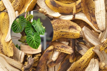 Naraven trik za hitrejšo rast rastlin z bananinimi lupinami