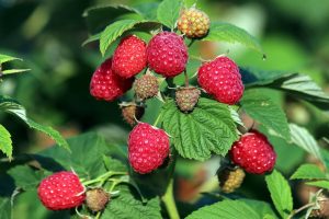 Kako podhraniti maline