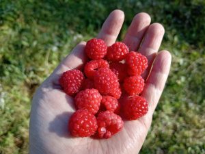 maline