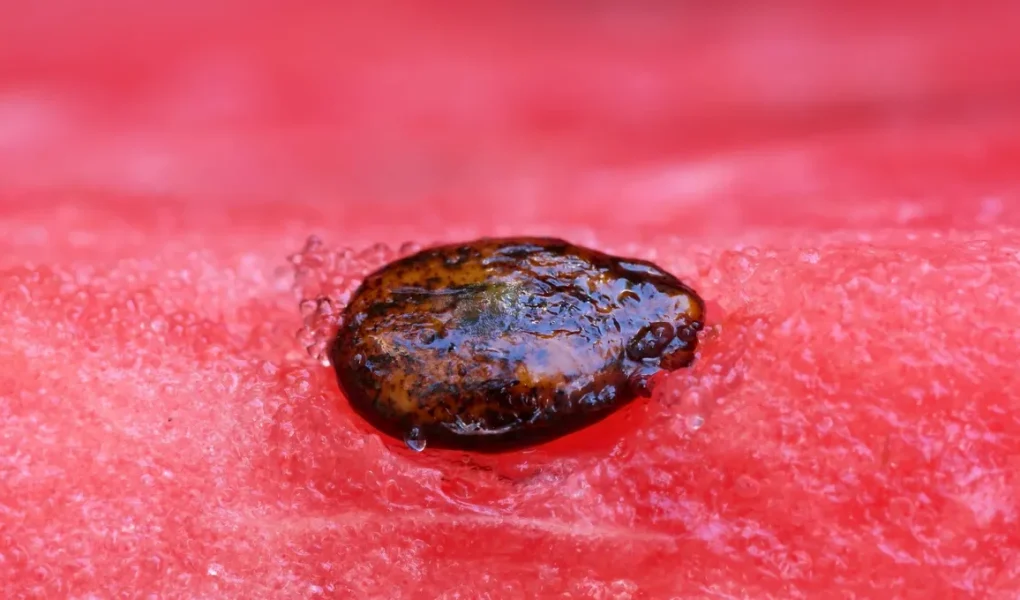 semena lubenice