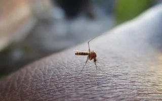 Ne zavrzite kavne usedline: tako jih lahko ponovno uporabite za odganjanje komarjev iz doma
