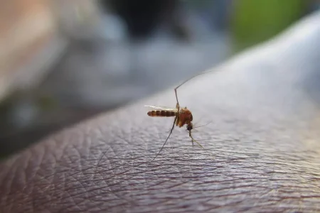 Ne zavrzite kavne usedline: tako jih lahko ponovno uporabite za odganjanje komarjev iz doma