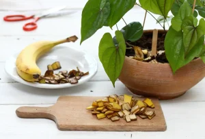 Zakaj so bananine lupine tako dobre za sobne rastline?