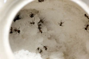 Za vedno se znebite mravelj iz kuhinje