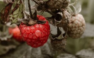maline