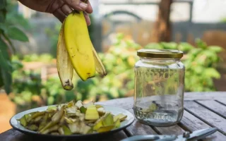 Banane lupine v lončke