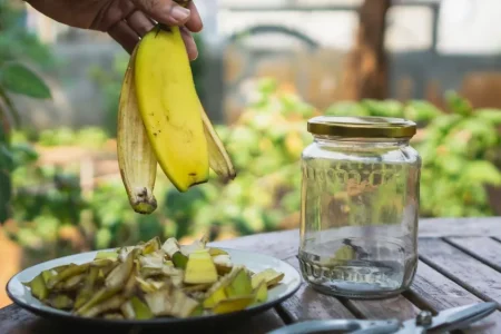 Banane lupine v lončke