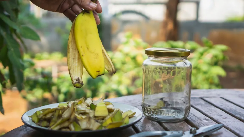 Banane lupine v lončke