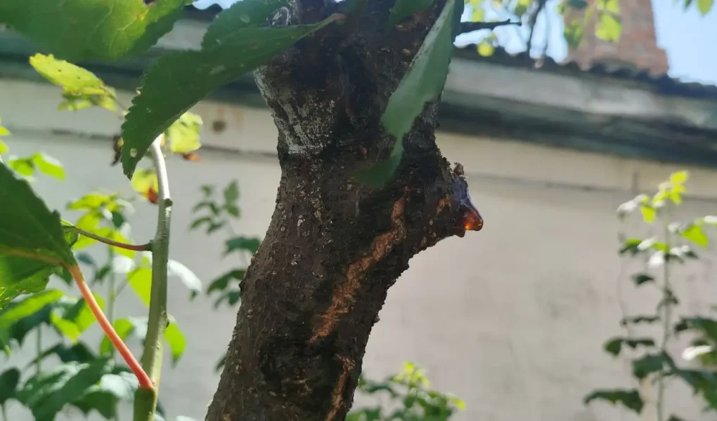 Medtem ko ste zaposleni, naj žvečilke uničijo češnjo. Kako rešiti drevo?