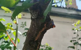 Medtem ko ste zaposleni, naj žvečilke uničijo češnjo. Kako rešiti drevo?