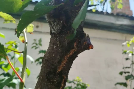 Medtem ko ste zaposleni, naj žvečilke uničijo češnjo. Kako rešiti drevo?